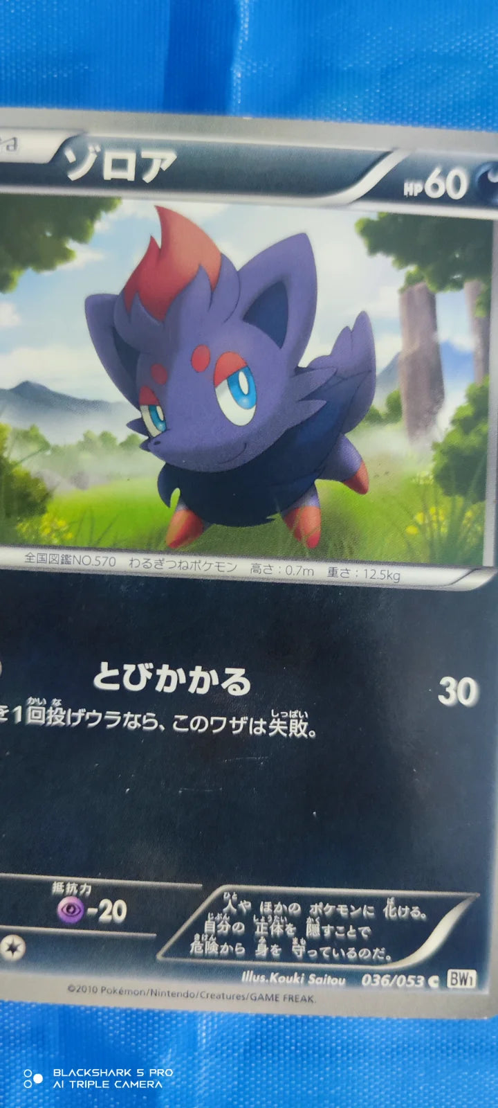 Zorua (JP) 036/053 · Unlimited ((White Collection,BW1))
