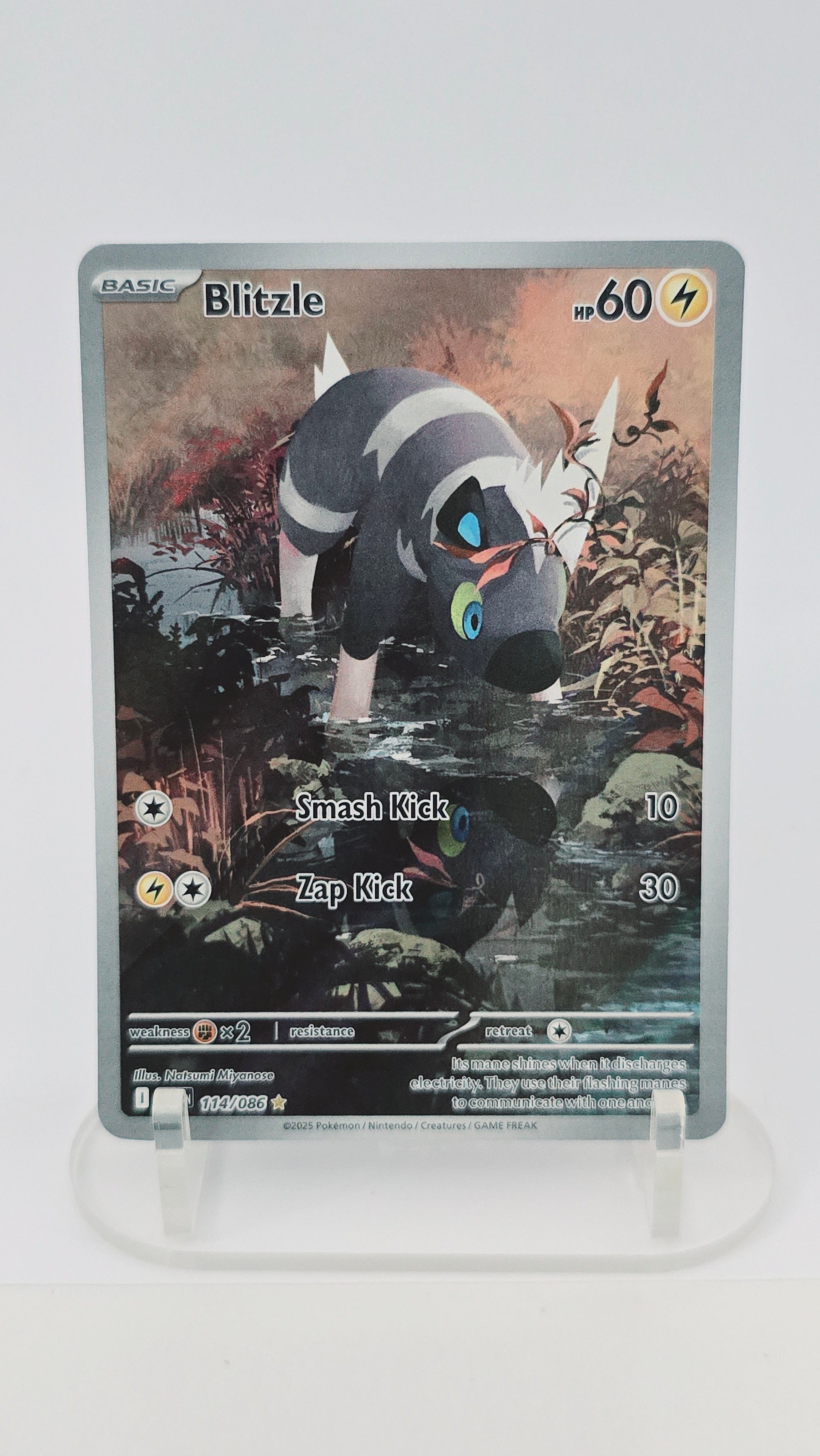 Blitzle - White Flare - IR 114/086 - English